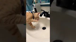 Random Cats What I Found On Imgur Com Ep 57 