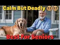Best Guard Dogs for Seniors Low Energy but Fiercely Protective