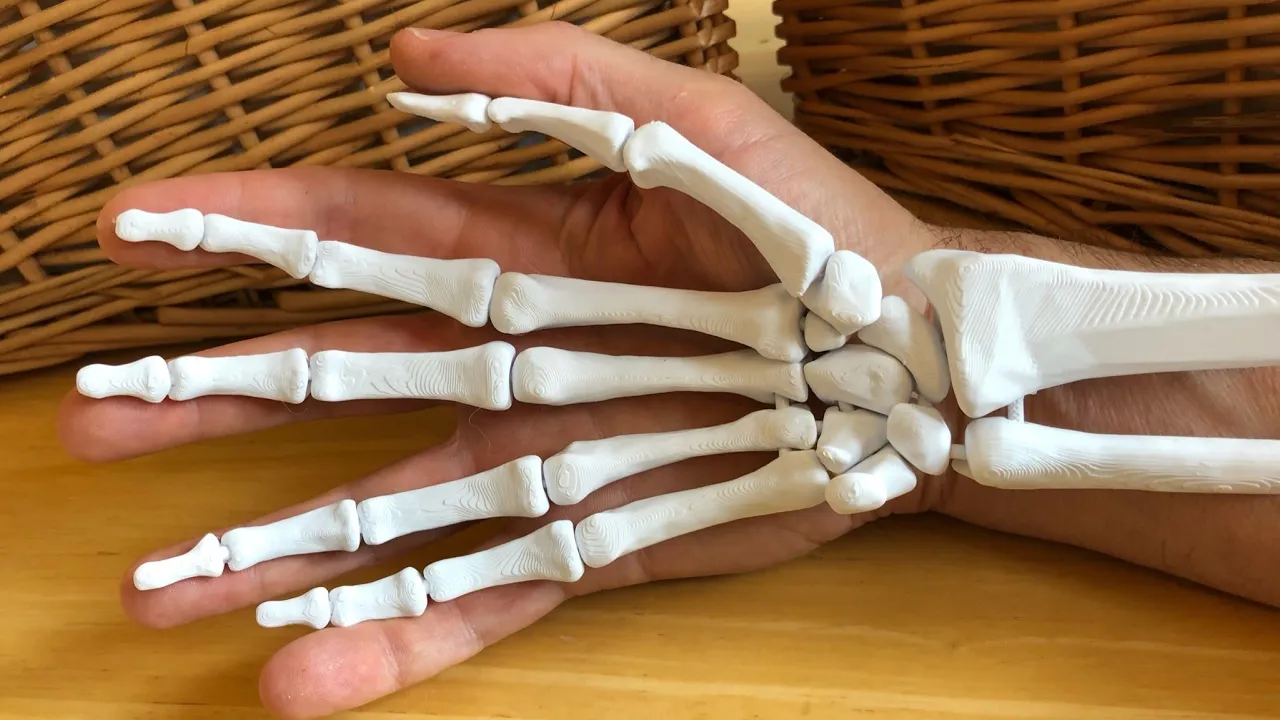 Full Size Anatomically Correct Human Hand Model