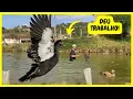 Download Lagu Pegando os Gansos do Egito do Chico - Nasceu Pintinhos Belgian - Ganhamos Pombas de Raça | Gutejando