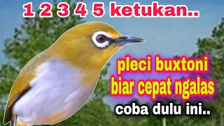 Download Suara Burung Pleci Buxtoni Ngalas Setandar 12345 MP3