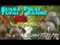 Download Lagu 🔴🔴🔴SUARA PIKAT TUPAI / BAJING 100% SANGAT AMPUH
