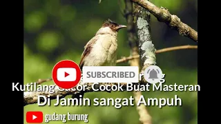 Download suara burung kutilang gacoor cocok buat pemikat di jamin pasti dapat  banyak di jamin paling ampuh MP3