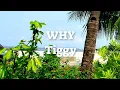 Lagu WHY with Lyrics | By Tiggy