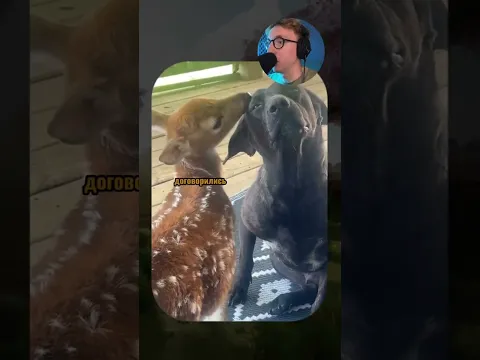 ВИРУСНЫЕ ВИДЕО / Самая забавная реакция кота 😂