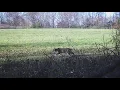 Bobcat trapping season underway in Indiana