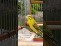 Download Lagu Mozambik Gacor mulet | Hybrid Aviary Canary | Serinus Mozambicus finch | Canario de Mozambique Canto