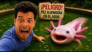 Encontré un ajolote en un estanque abandonado