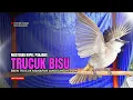 Download Lagu Suara Burung TRUCUKAN gacor TARUNG ROPEL PANJANG pancingan trucukan agar JADI trucuk gacor EMOSI