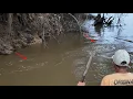 Download Lagu 3 HARI MANCING JORAN BAMBU MENGANGKAT JEBAKAN \u0026 CASTING