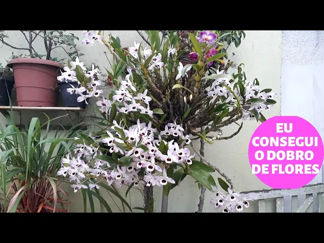 COMO EU FIZ MINHAS ORQUÍDEAS FLORIR