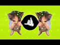 DJ KICAU KICAU KICAU MANIA SLOW VIRAL TIKTOK FULL SONG MAMAN FVNDY 2026 
