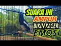 Download Lagu AWAS, KACERMU LANGSUNG NYAUT DENGAR SUARA KACER INI AUTO RESPON KACER MANAPUN
