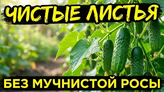 Мучнистая роса на огурцах, смородине и кабачках: полный честный разбор