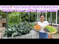 Download Lagu FIRST‼️ HARVEST OF BASIL, BEANS AND KARAT BEANS || LAST HARVEST, ALL APRICOTS FALLED OUT