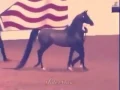 Download Lagu خيل عربيه اصيله من سلاله نادره جدا