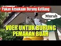 Lagu Voer Untuk Burung Kutilang