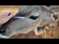 Lagu Sweet young rescued kudu giving me kisses