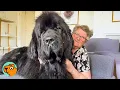 GIANT Newfies Act Like Puppies Around Grandma Cuddle Buddies