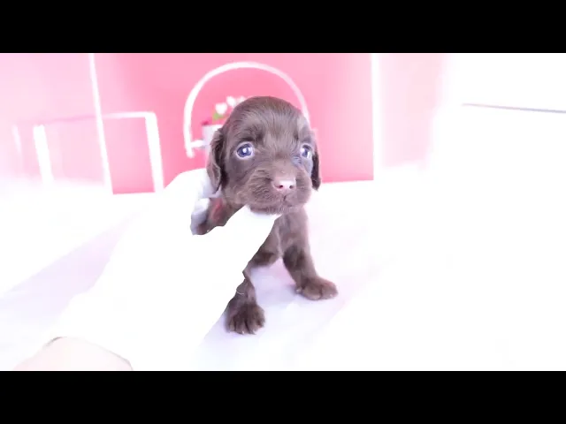 動画