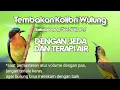 Download Lagu masteran kowul / kolibri wulung. buat burung jagoan