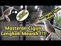 Masteran Cigun Prinia Familiaris || Pancingan Ciblek Gunung Muda Hutan Cengkok Mewah