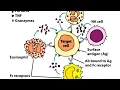 ADCC Antibody dependent cell mediated Cytotoxicity made easy