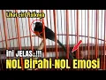 Download Lagu Segera lakukan Trik ini MURAI bisu Langsung doorrr Buka paruh PATEN‼️