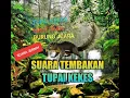 Lagu Suara tembakan tupai kekes untuk pancingan dan masteran murai batu dan cucak ijo