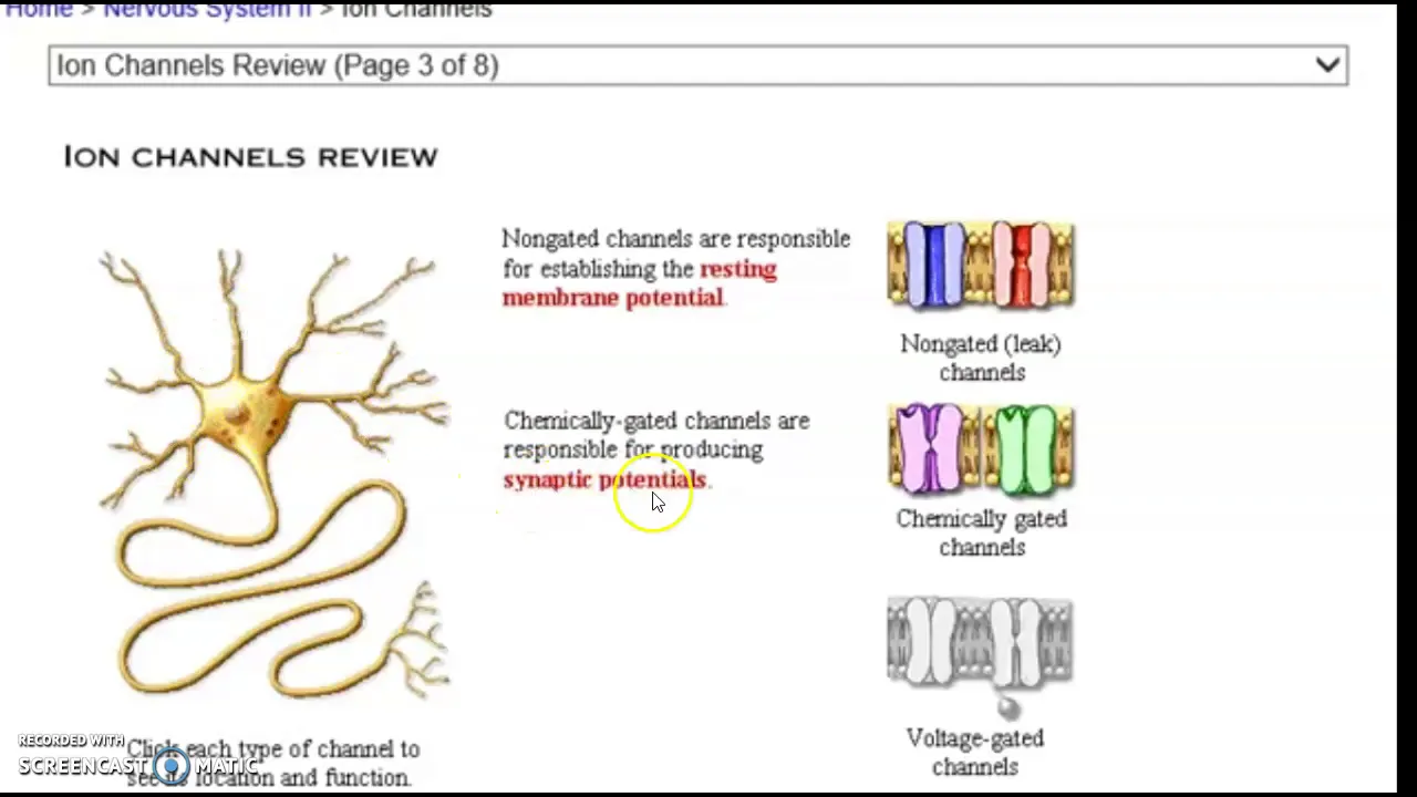 prof Austin nerophysiology electrochemical gradients video 4