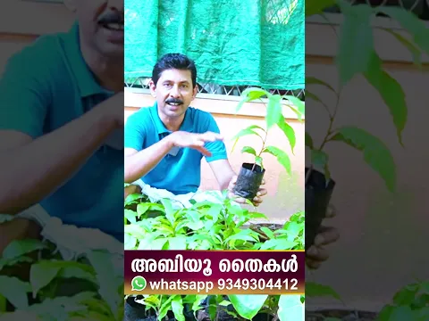 അബിയു തൈകൾ വാങ്ങാം തൈ നടുമ്പോൾ എങ്ങനെ വളം ചെയ്യണം Abiu Fruit Plant Fertilizer