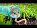 Download Lagu Testing a Hamster's Survival Skills