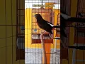Download Lagu Kretekan murai ribut untuk mancing emosi murai gak bunyi langsung nyahut#Shorts