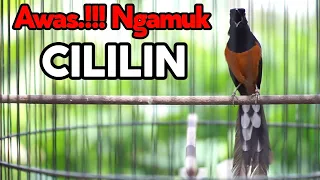 langsung emosi ikut gacor dengan pancingan murai batu isian cililin ini