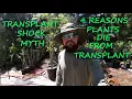 Gardening Myths Blaming Everything On Transplant Shock 4 Reasons Your Plant Died After Transplant