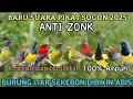 Download Lagu Suara pikat burcil ampuh untuk pikat kolibri prenjak dan burung lain nya #pikatburcil #pikatsogon
