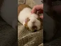 Guinea Pig Small Furry For Adoption - 3 Months Cali from Banting Selangor