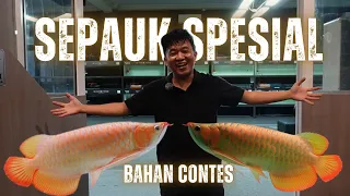 IKAN ARWANA YANG DI CARI CARI COLEKTOR. SEHARGA MOBIL..?