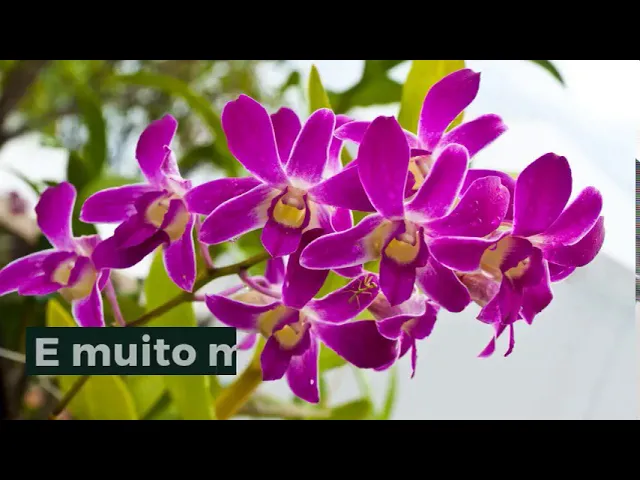 COMO CULTIVAR ORQUIDEAS ORQUÍDEAS COMO CUIDAR