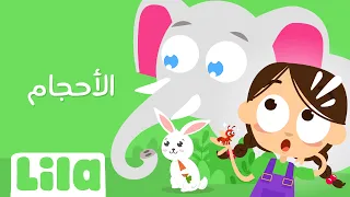 الأحجام 🤏  ليلا تي في