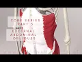Core Series Part 5 External Abdominal Oblique Muscles 3D Animation