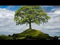 Mother Earth Ley Lines Meridians Giant Trees