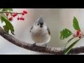 Save Birds WindowAlert Products and Installation