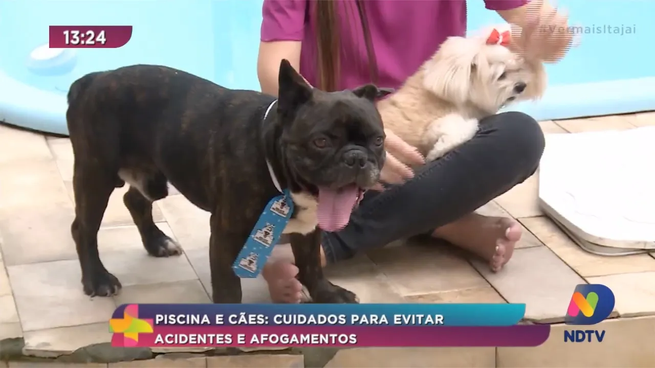 Piscina e Cães: cuidados para evitar acidentes e afogamentos