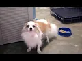 Lambda s First Vlog