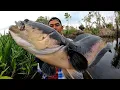 Lagu MANCING IKAN TOMAN \u0026 GABUS‼️CESTING SNAKEHEAD