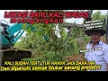 Lagu NGERI KALE❗️LOKASI BARU KALI WADAS SUDAH JADI SARANG PREDATOR TERBUKTI BANYAK ULAR DISINI❗️