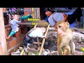 Download Lagu Monkey BiBi felt very sad and missed Sơn while Sơn was being treated in the hospital.