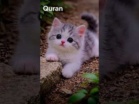 #القرآن_الكريم