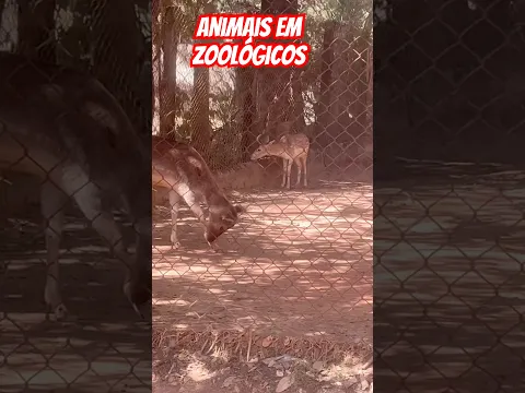 Cervos dama. Em zoológico